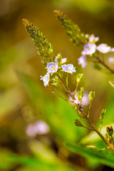 Veronica, Water Speedwell Flower