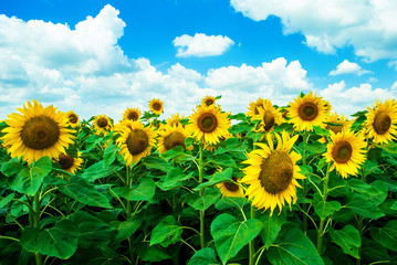 Sunflower against the blue cloudy sky on a hot summer day