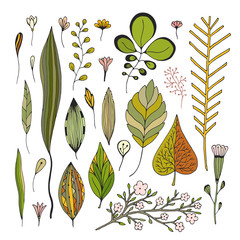 Fototapeta premium Leaves hand drawn vector images. Illustration autumn set for decoration