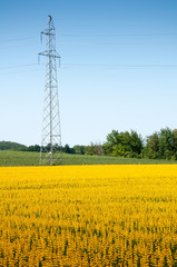 Field of yellow lupine