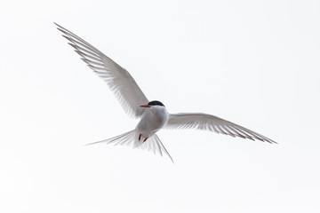 Common Tern or arctic tern in flight - obrazy, fototapety, plakaty