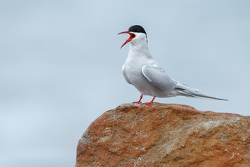 Common Tern or arctic tern in flight © Menno Schaefer