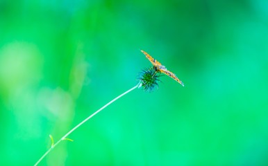 Butterfly sitting on plant on green background