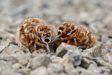 The common snipe (Gallinago galling) chicks