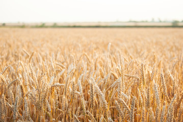 Yellow wheat field at the sunset of the sunny summer day