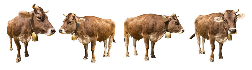 set of isolated brown cows on white backgrund / Set brauner Kühe isoliert auf weißem Hintergrund