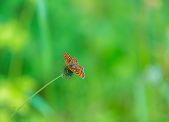 Butterfly sitting on plant on green background