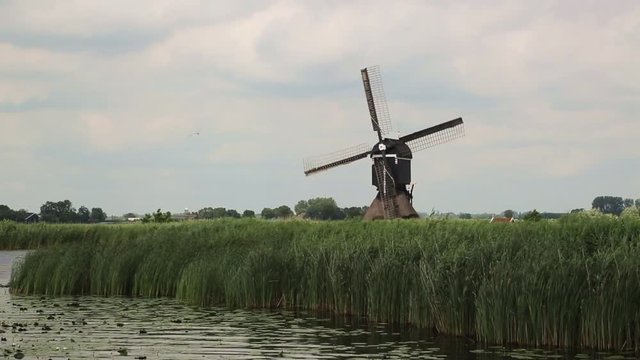 Turning Dutch windmill along canal with fishing Common Tern, Streefkerk, South Holland, Netherlands