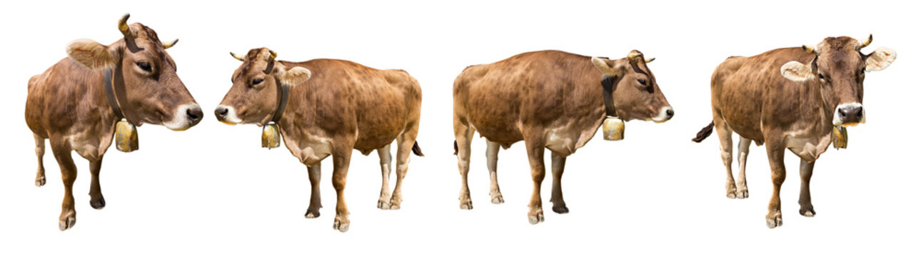 set of isolated brown cows on white backgrund / Set brauner K&uuml;he isoliert auf wei&szlig;em Hintergrund