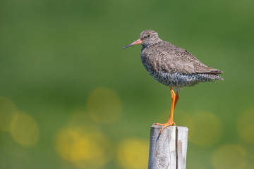 Redshank on a pole