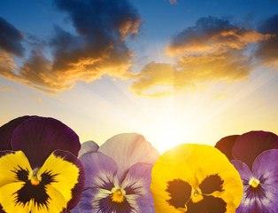 Colorful pansies flower at sunset.