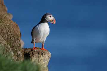 Puffin taken at the cliffs of Latrabjarg Iceland