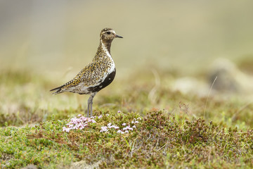 The European golden plover (Pluvialis apricaria)