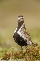 The European golden plover (Pluvialis apricaria)