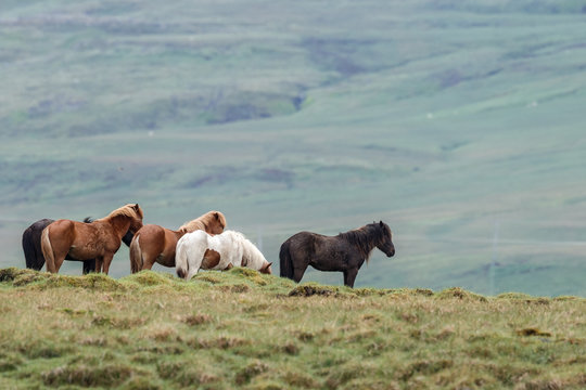 Icelandic horses in a Icelandic landscape
