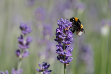 Bumblebee on lavender