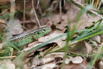 The sand lizard (Lacerta agilis) on a sunny day in nature
