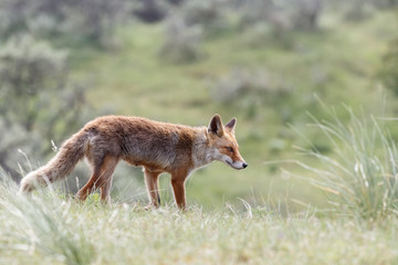 Red fox in nature on a sunny day