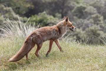 Red fox in nature on a sunny day