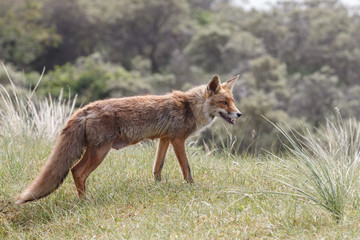 Red fox in nature on a sunny day