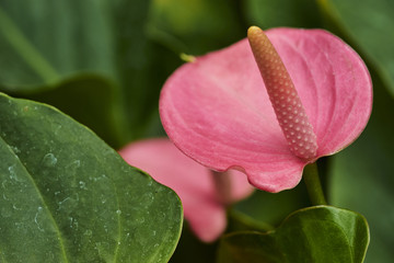 Anthurium wight 