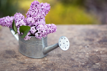 Lilac flower bouquet in a watering can