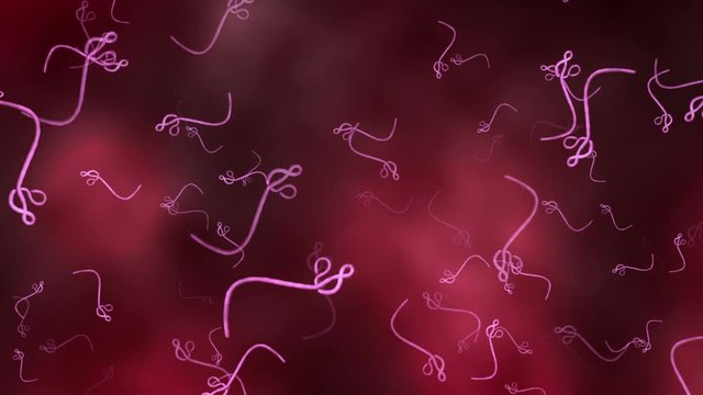 Ebola virus - seamless looping
