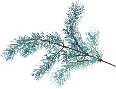 pine tree blue branch isolated illustration