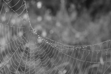 A close up of a cobweb and morning dew on it