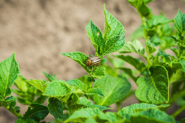 Colorado beetle on potato leaf