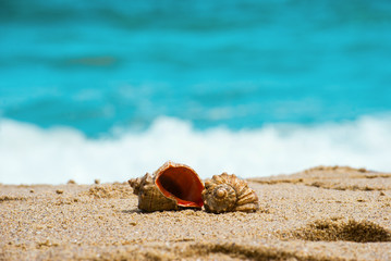 Sea shell rapan on the tropical sand beach