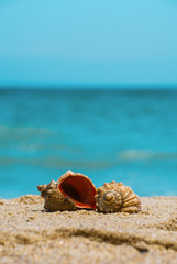 Sea shell rapan on the tropical sand beach