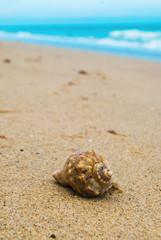 Fototapeta na wymiar Sea shell rapan on the tropical sand beach