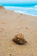 Sea shell rapan on the tropical sand beach