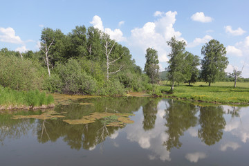 Fototapeta na wymiar Bogging of a pond among trees in the summer