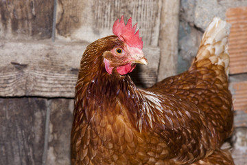 hen in foreground