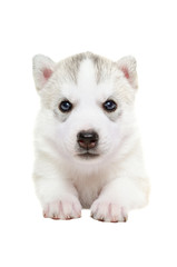 Cute puppy breed Husky