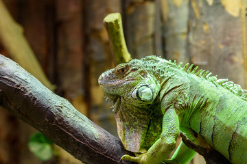 Green Iguana Reptile Portrait On Tree Branch