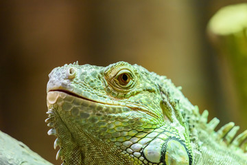 Green Iguana Reptile Portrait On Tree Branch