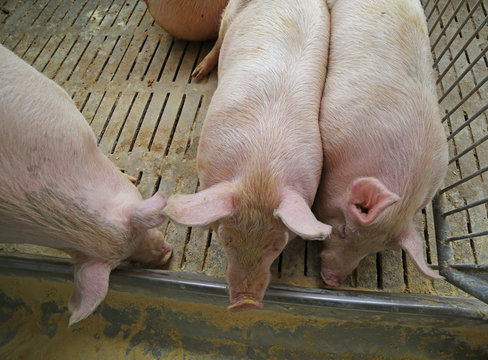 fat pigs and sows eat in livestock of the farm