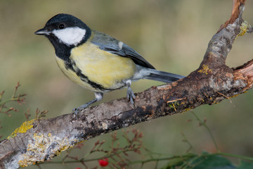 Naklejka premium Bird in wildlife