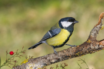 Fototapeta premium Bird in wildlife