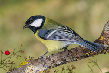 Naklejka premium Bird in wildlife