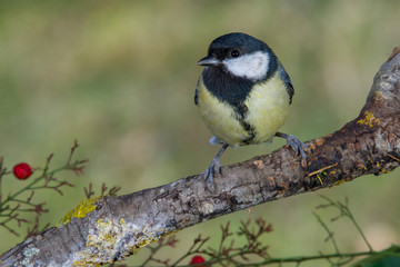 Obraz premium Bird in wildlife