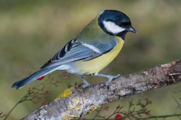 Bird in wildlife