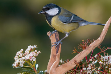 Fototapeta premium Bird in wildlife