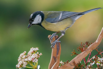 Obraz premium Bird in wildlife