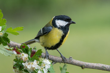 Fototapeta premium Bird in wildlife