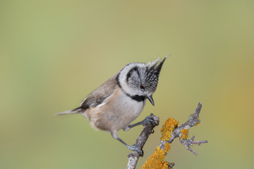 Bird in wildlife