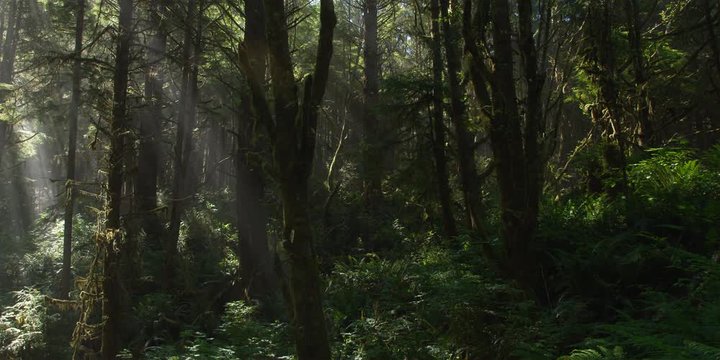 Left pan over forest understory to sun rays beaming through trees